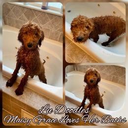 Goldendoodle Puppies from Lu Doodles