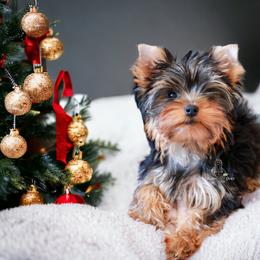 Yorkshire Terrier Puppies from Essence of Grace Yorkies