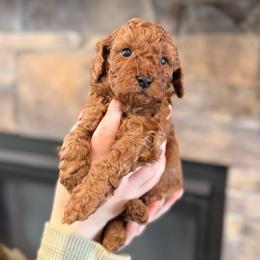 Chestnut - Red male Cavapoo puppy in Sugar City, Idaho from Taylor's Cavapoos