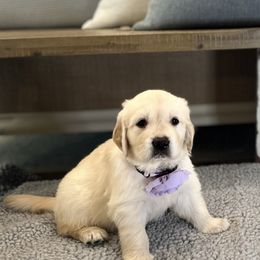 Golden Retriever Puppies from Huckaby’s English Golden Retrievers