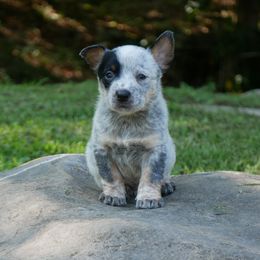 Eyed Hawk - Blue speckled male Australian Cattle Dog puppy in Buffalo Valley, Tennessee from Buffalo Valley Breeders