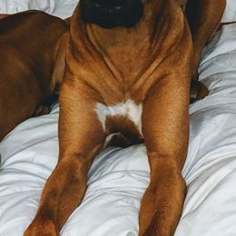 Rhodesian Ridgeback All Grown Up from Tampo Rhodesian Ridgeback