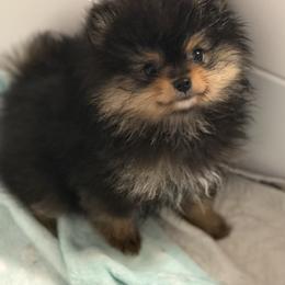 Adam - Black and tan male Pomeranian puppy in Newport Beach, California from Exotic City Pomeranians and chihuahuas