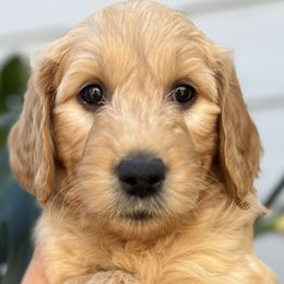 Boy 6 (Dark Green) - Goldendoodle puppy in Monmouth, Oregon from Mother of Doodles