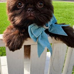 Prince Mahogany - Chocolate male Shih Tzu puppy in Austin, Texas from Shih Tzu’s  ‘N’ Love