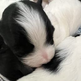 Girl 2 - Black and white female Havanese puppy in Warrenton, Virginia from Dearheart Havanese
