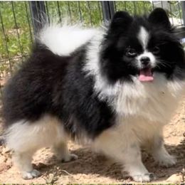 Minerva - Pomeranian