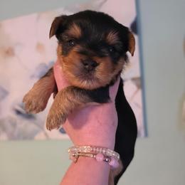 Brody - Black and gold male Yorkshire Terrier puppy in West Enfield, Maine from GRIFFEY'S SPA AND KENNEL