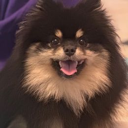 King - Pomeranian
