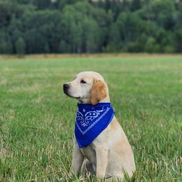 Boy 3 - Labrador Retriever puppy in Priest River, Idaho from Lazy Daisy Labs