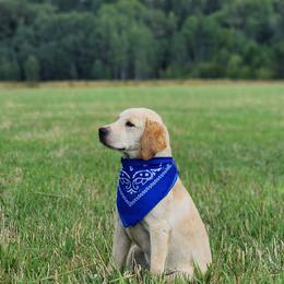 Boy 3 - Labrador Retriever puppy in Priest River, Idaho from Lazy Daisy Labs