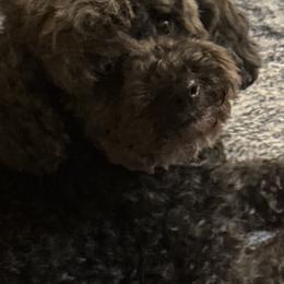 Blue - Black male Poodle puppy in Oregon from Northwest pets Poodles