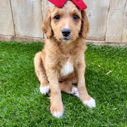 Goldendoodle Puppies from Seaside Doodle Co.