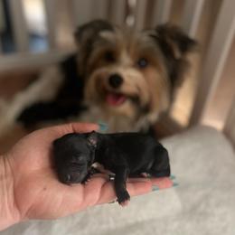 Andrew - Tri-color male Yorkipoo puppy in Calimesa, California from Teakwoodpoodleofsocal