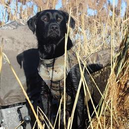 Walt - Labrador Retriever