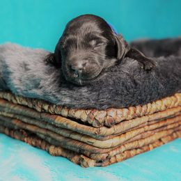 Goldendoodle Puppies from Warren Doodles