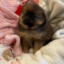 Pomeranian Puppies from Nikki’s lil Pomeranians