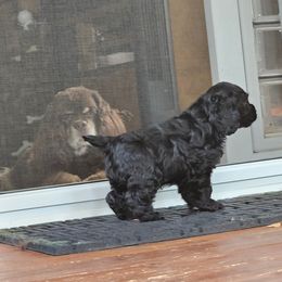 Cocker Spaniel Puppies from Cocker Paradise