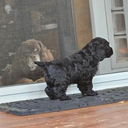Cocker Spaniel Puppies from Cocker Paradise
