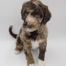Snickerdoodle - Yellow Collar - Chocolate merle female Bernedoodle puppy in Lehi, Utah from Our Little Farm Life Doodles