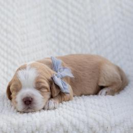 Spud - Caramel male Australian Labradoodle puppy in Belding, Michigan from Rutu Australian Labradoodles