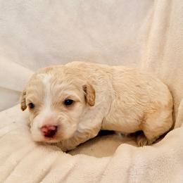 Clarence - Parti male Labradoodle puppy in Bruceton Mills, West Virginia from Adonai Ra'ah Farms