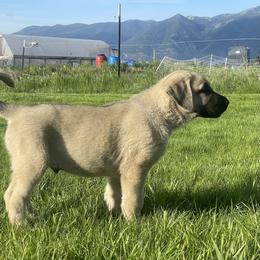 Anatolian Shepherd Dog Puppies from Wild Rooster Family Farm – AKC Anatolian Shepherd Breeder, OFA Health Tested