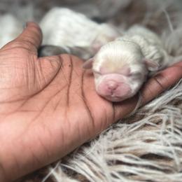 Sesame - Cream and white female Shih Tzu puppy in Knightdale, North Carolina from House of Paws Heritage Nursery