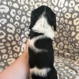 Levi - Piebald male Dachshund puppy in Mountain Home, Arkansas from Furry Friends Kennel