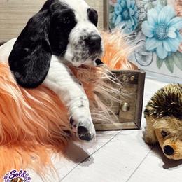 Poppy - Black and white female Basset Hound puppy in Hodges, South Carolina from Blooming Bassets