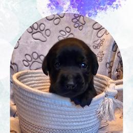 Elsa - Purple Collar - Black female Labrador Retriever puppy in Sumerduck, Virginia from Cedar Mountain Retrievers