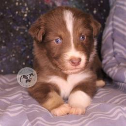 Elita-1 - Red tri-color female Australian Shepherd puppy in Colorado Springs, Colorado from Dawn 2 Dusk Ranch