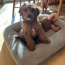 Eddie - Red  male Goldendoodle puppy in Sugar City, Idaho from Idaho Sugar Doodle Pups