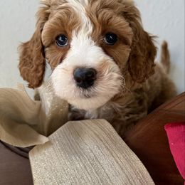 Bishop (blue collar) - Red  male Goldendoodle puppy in Knoxville, Tennessee from Graystone Doodles