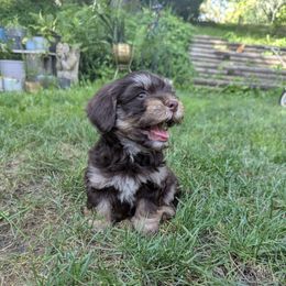 Apollo - Red male Havanese puppy in Zanesville, Ohio from Charlotte Landry