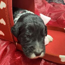 Bernedoodle, Poodle, and Sheepadoodle Puppies from TLC by the Lake Standard Poodle and Doodles