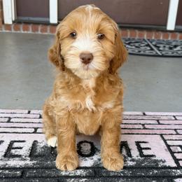 Black Boy - Caramel cream male Australian Labradoodle puppy in West Union, South Carolina from Golden Corner Labradoodles, LLC