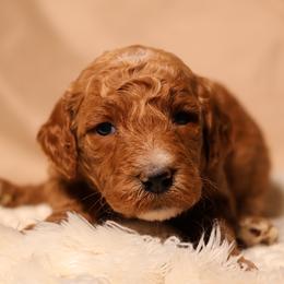 Lovie (Yellow Collar) - Cream female Goldendoodle puppy in Palmetto Bay, Florida from SOMIDOODLES