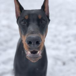 Doberman Pinscher Puppies from Imperium Dobermann Kennel