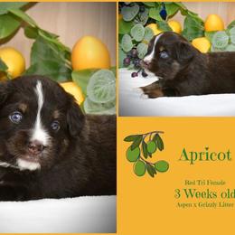 Apricot - Red tri-color female Australian Shepherd puppy in Ranger, Texas from Outback Mini Aussies
