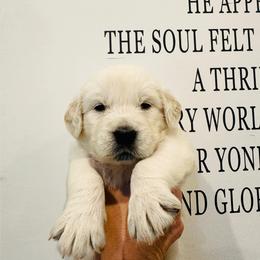 Hudson - Light golden male Golden Retriever puppy in Oconto, Wisconsin from Abbie's Golden Retrievers