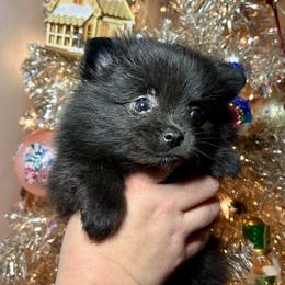 Tony - Black male Pomeranian puppy in Springfield, Missouri from Hope Mountain Pomeranians