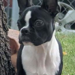 Azula - Boston Terrier