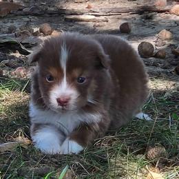 Girl 2 - Red tri-color female Australian Shepherd puppy in Leavenworth, Kansas from Silverbrook Australian Shepherds