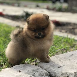 Pomeranian Puppies from Montefino Pomeranians