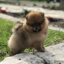 Pomeranian Puppies from Montefino Pomeranians