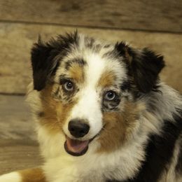 Miniature American Shepherds, Miniature Australian Shepherds, and Toy Australian Shepherds from Fine Hill Miniature Americans