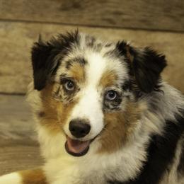 Miniature American Shepherds, Miniature Australian Shepherds, and Toy Australian Shepherds from Fine Hill Miniature Americans