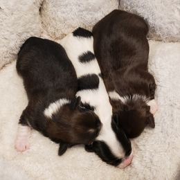 Havanese Puppies from Willow Springs Havanese