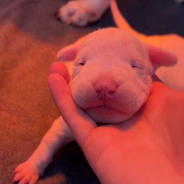 Delgado - White male Dogo Argentino puppy in Winter Haven, Florida from El Riachuelo Dogo Argentino
